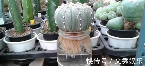 多肉怕水其实错了！5个科属的多肉“水培”以后，会长得更好