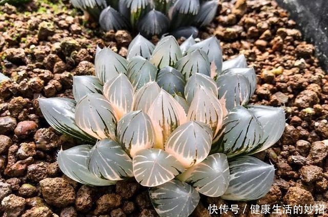 多肉玉露有4怕,塑料瓶扣3天,臭毛病全消失,美的像水晶!