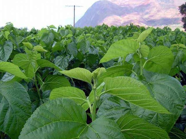 玻璃杯|中医建议农村常见的3种叶子，见了收好，止咳用它，百试百灵