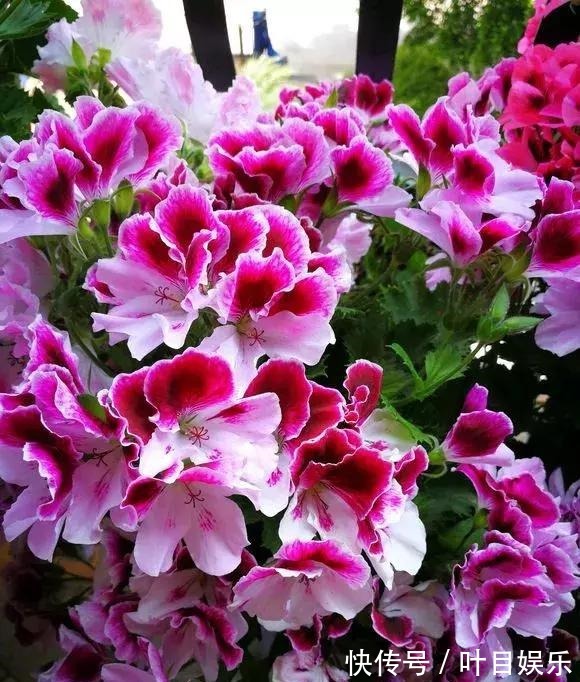 1种花太疯狂，花开300多天，剪根枝条插水里就活，当年就开花！