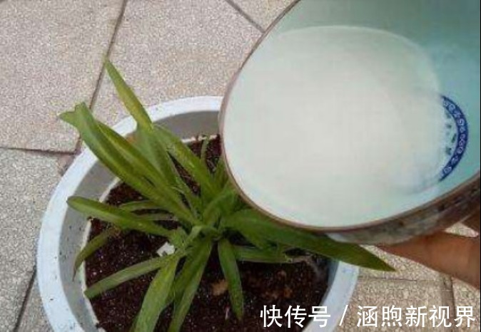 男人|原来把酵母粉放到淘米水里,可以解决男人和女人这一难题,都学学