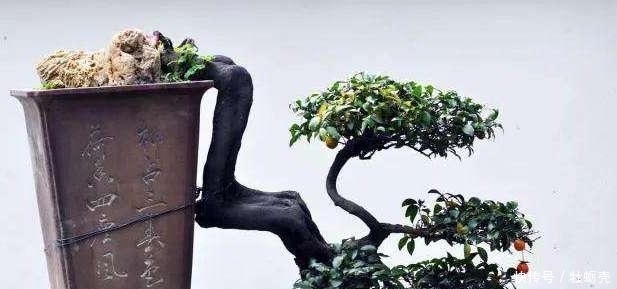 盆景欣赏:果红叶翠的金弹子就该这么玩,给你一种不一样的风格!