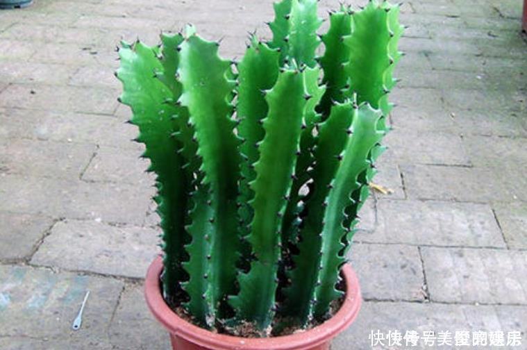 人养花,花也养人4种花养家里镇宅旺财,尤其是最后一种