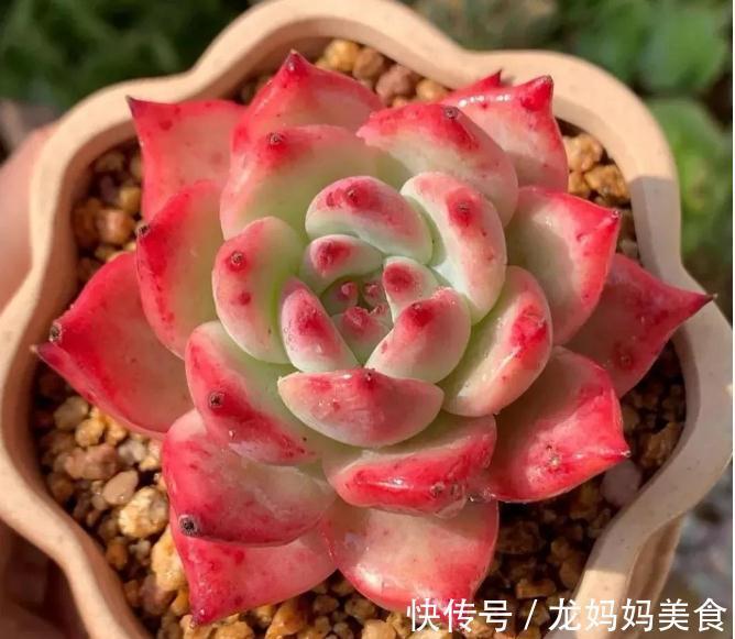 秋天怎么把多肉养得又肥又美?掌握3个方法,叶片饱满又肥厚
