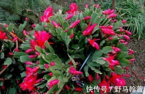 想让蟹爪兰长得好，就用上2种料，保准一年能够开花200多天