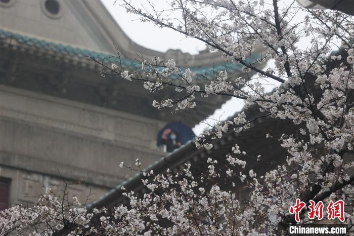 武汉大学赏樱预约首日 风雨难挡游客热情