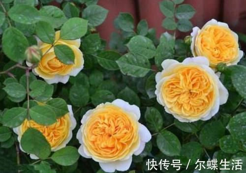 花卉|去闺蜜家发现,院子里没有一处空地,遍地是花卉,做法好高级