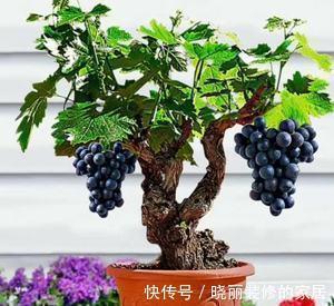 秋季阳台养4种果树,果子好吃又营养,还寓意好