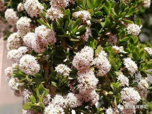 4种花有灵性,平时难开花,一有好事就开花!