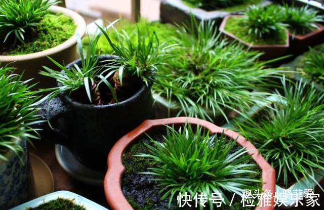 叶片|8种“喜水花”,不怕浇死了,越浇水长得越旺,手不勤养不活