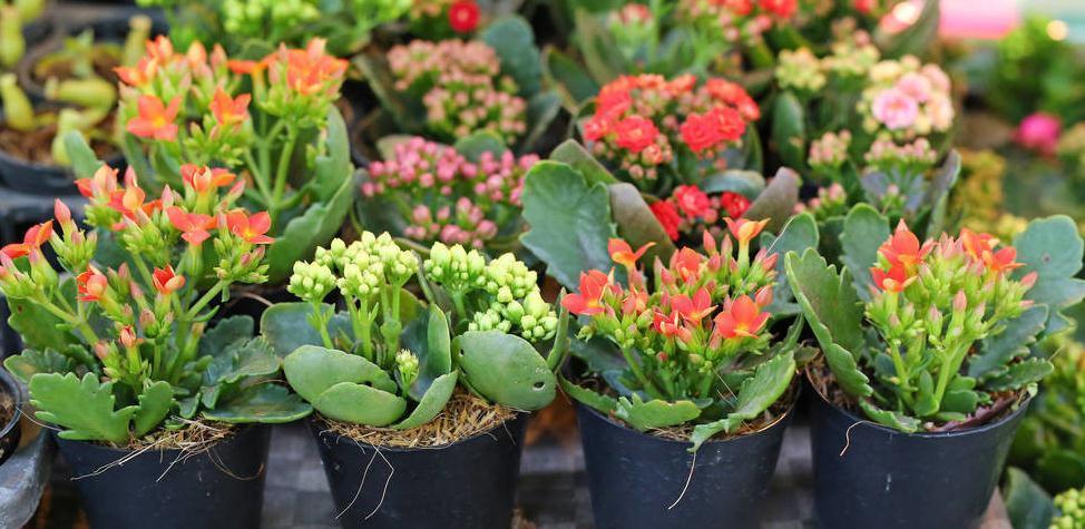 长寿花|养殖长寿花易踩的5个坑,避开养好长寿花无压力