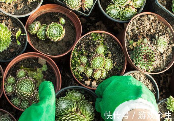 盆土板结怎么办,养花一定要有好土,你都了解过嘛