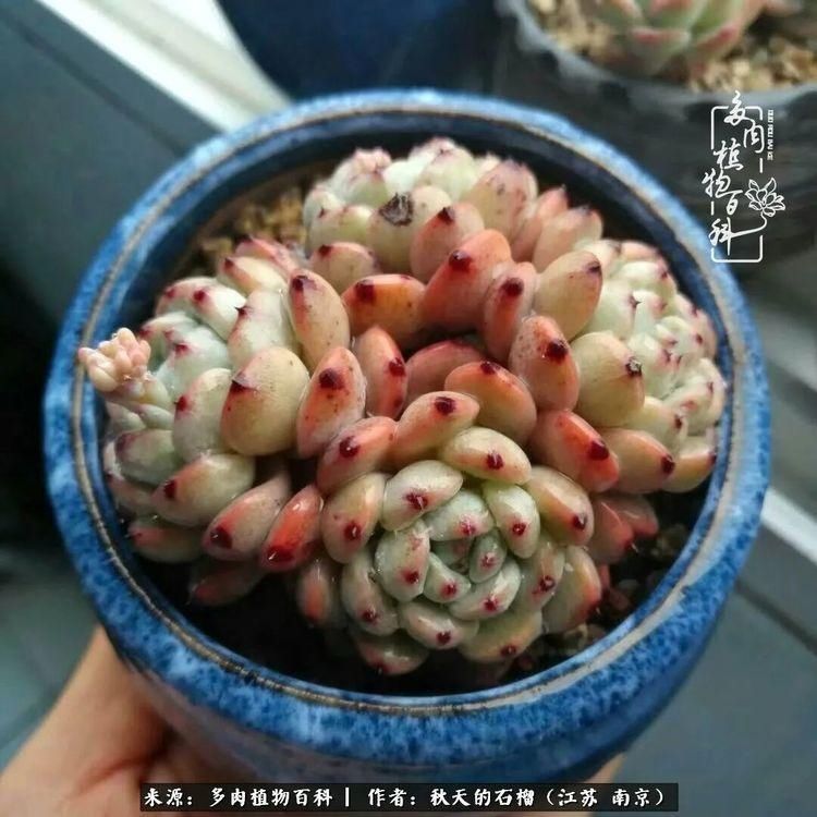 渡劫归来的肉肉,谁是谁的前世,谁又成了谁的今生