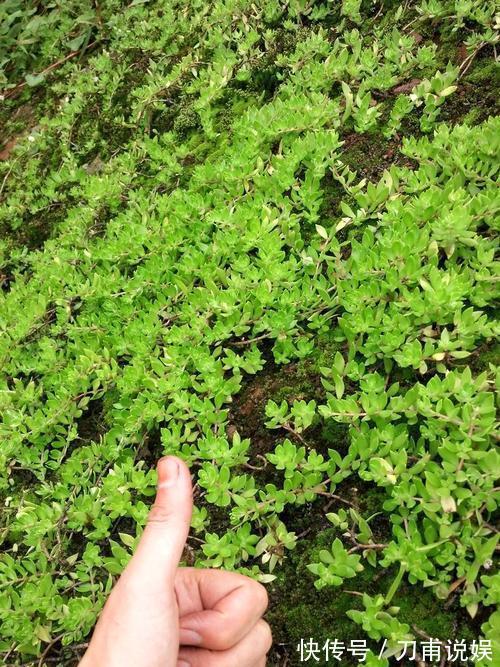 农村3种“野多肉”,见到挖2棵,肥嘟嘟做盆栽,省下“买肉钱”