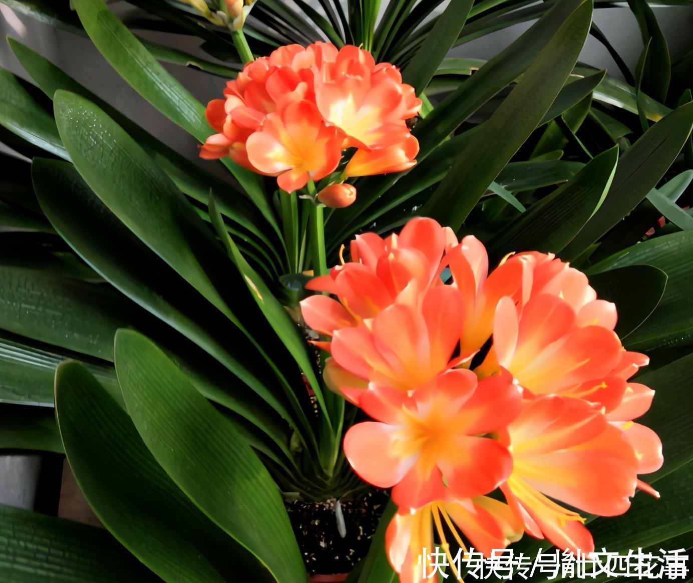 光照|冬天养君子兰，这件事新手不知道，老手易忽略，做好根壮花美