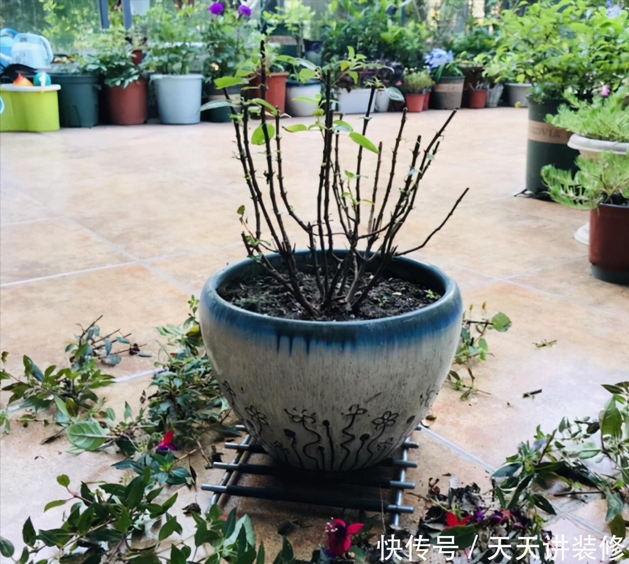 花店|五月逛花店，5种花不值得买，买了也浪费，要记得