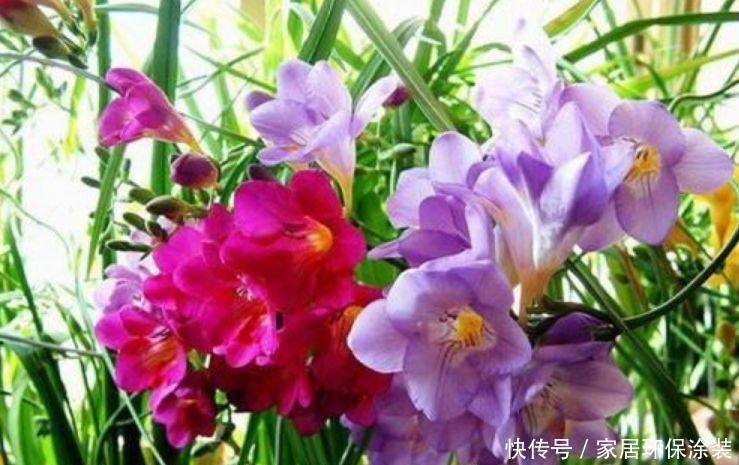 4种花很耐养，沾土就能活，有阳光就爆盆，给点水就疯长
