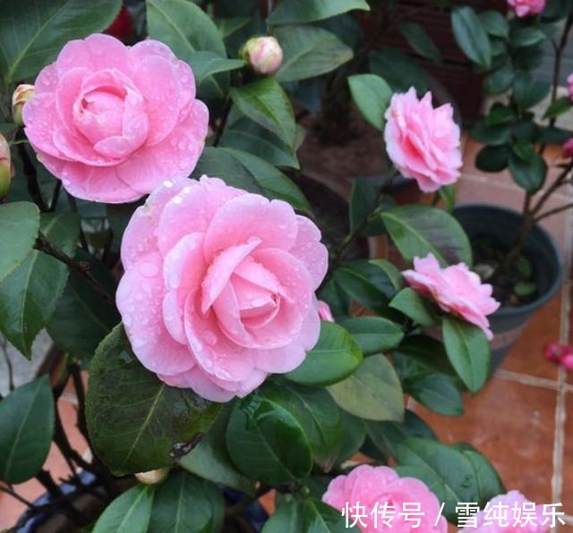花苞|秋季给茶花换盆，1个“细节”别忽略，快速服盆，花苞蹭蹭冒
