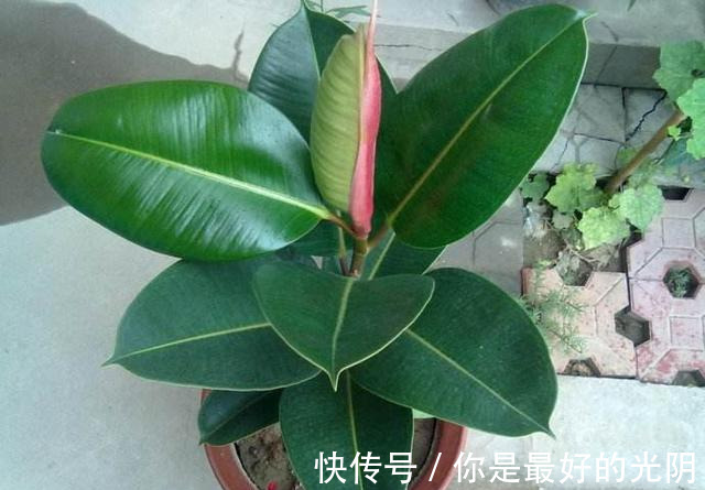 橡皮树“一枝冲天”咔嚓一刀,满枝新芽冒,变成“老树桩”