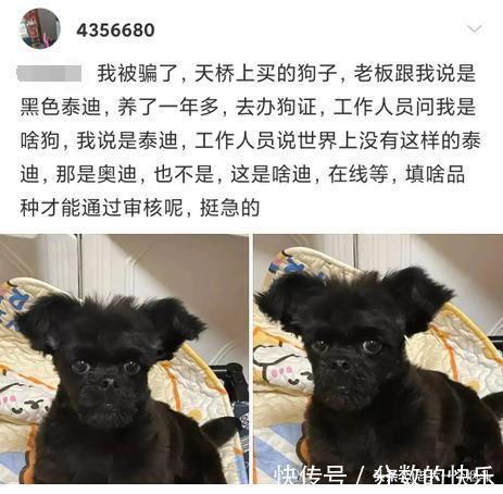 |当代网友的搞笑高智商神回复第333篇