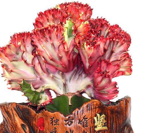 家庭养植玉麒麟需要注意的一些问题