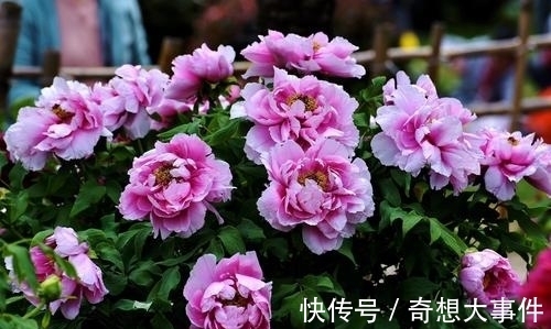 栽培|都知道牡丹是“花王”,却不一定知道谁是“花相”?值得了解一下