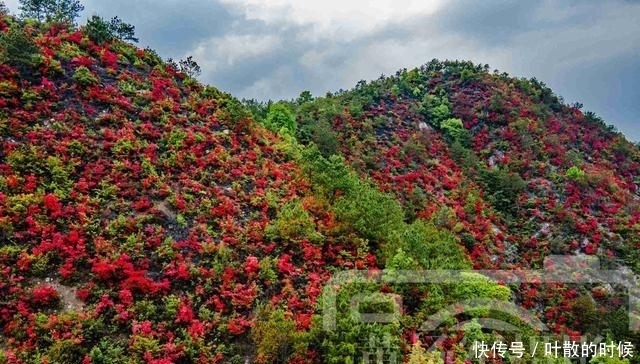 老年|江西三江交汇处映山红开满山，可远眺于都县城，花开如海非常壮观