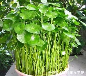 养这4种花，春天一定要“理发”，才会越长越旺，看看你家有吗！