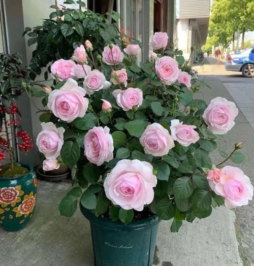 追什么肥能让月季花花瓣增厚？