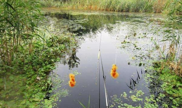 麦芽糖|钓鱼技巧:民间野钓大板鲫绝杀招数,蘸米钓的操作要点!