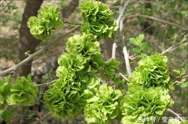 東風(fēng)菜|有的野菜農(nóng)村人都不喜歡吃，但都有很多的功效