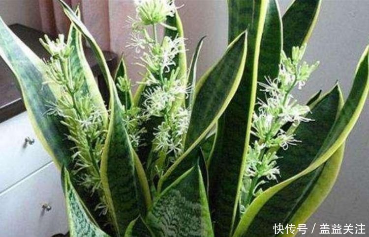 仙人球|养花试试这几款,开花时清香四溢,气味似兰花,味极香