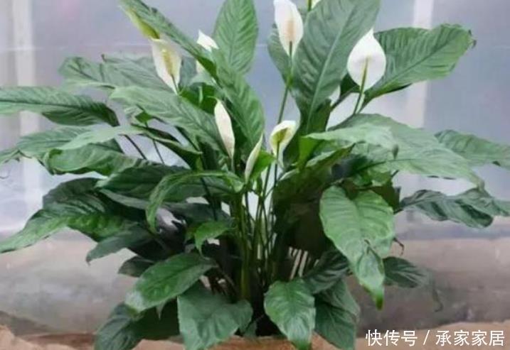 最受欢迎的花,家中养一盆不但能让阳台变花海,还能吸收甲醛