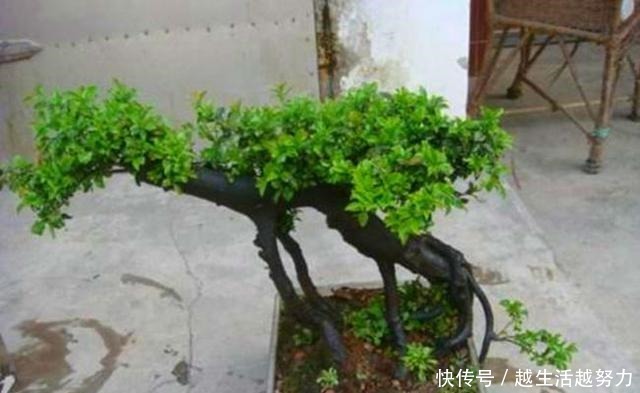 一种名贵的盆景树,有院子的一定要养,价值高造型美!