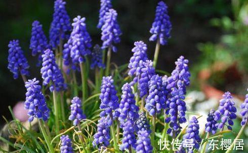 花型|从8月26日开始，家养此款花卉，养在家里，花型美丽