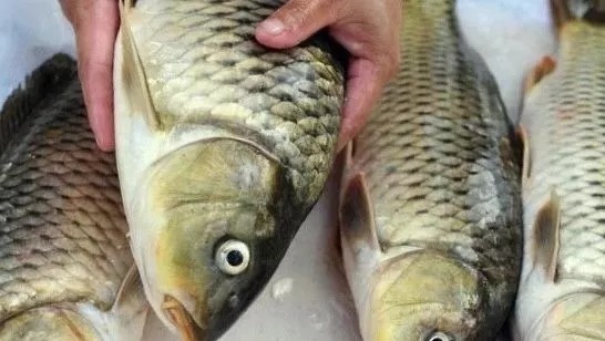 鲫鲤|钓鱼就用3元的花露水做饵料！省钱又高效 别不信用29年从不空军