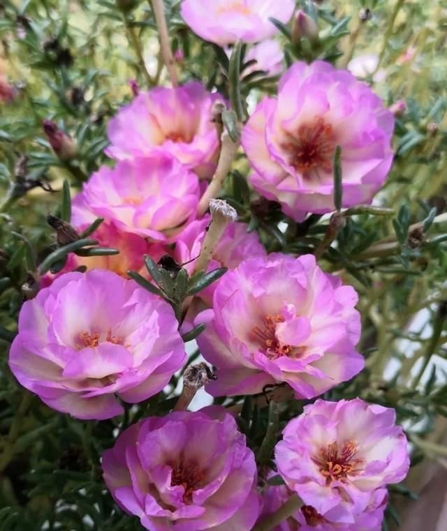 种花|家里有这5种花，越懒养越好，根不烂叶子不黄，养养就爆盆！