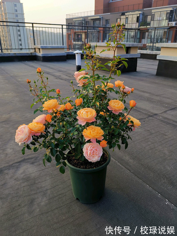 长寿花|八种花期超长的植物,个个花期半年以上,观赏价值高,室内也能养