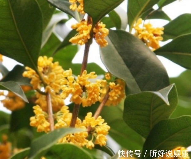香气|这么养桂花,阳台一小盆就开出大片金黄,香气十里外都能闻到!