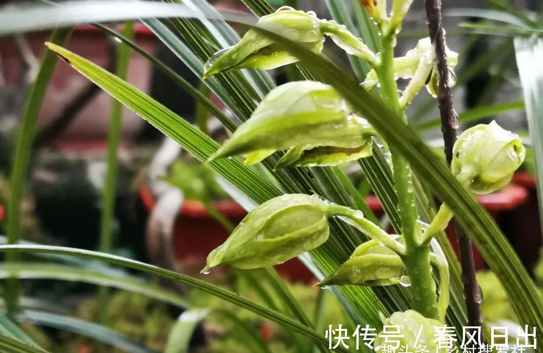 浇水|新手养兰花，别再这样浇水了!