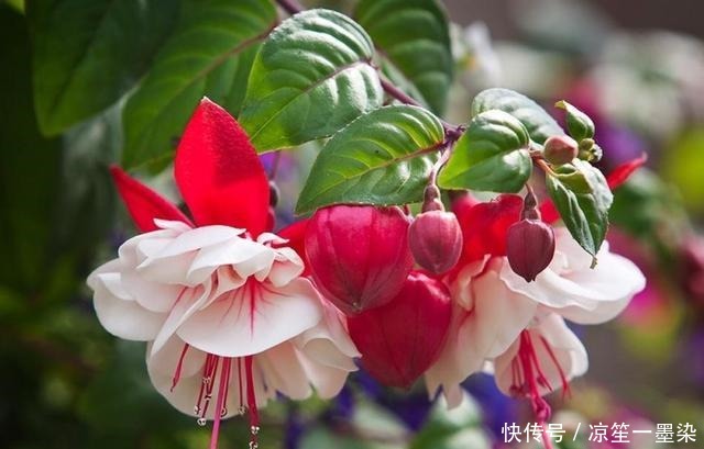 今年最流行的花朵之一倒挂金钟,开花多不占地!