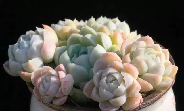 养护多肉植物的新手会遇到的问题,今天一次说个够,让肉友们不再