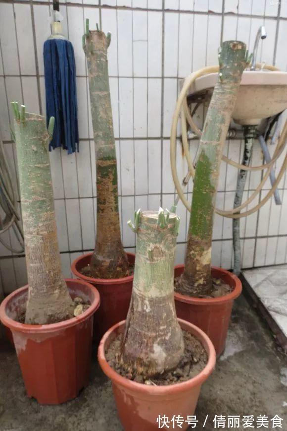 出门最容易“捡到”的5种花,拿回家剪几刀,不花钱成好看盆栽