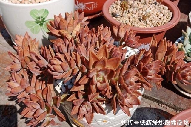 多肉|花友养多肉3年,全都养成了老桩,全靠这6个品种,真是太明智了!
