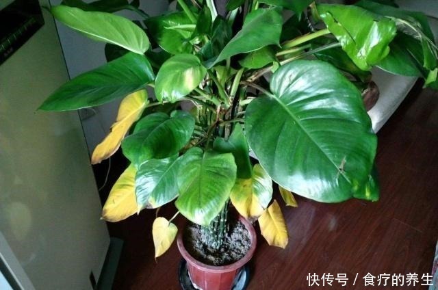 绿萝|养绿萝,放在“这个”位置就错了,黄叶一个个露出来,别忽视!