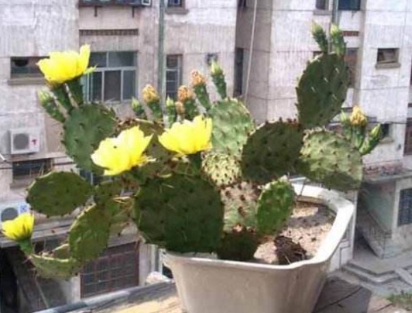 植株|养“仙人掌”时,花友们可要注意“几点”,不然反而会伤害它