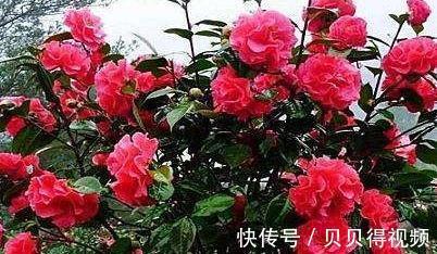 茶花光长叶子不开花，2种肥扔盆里，叶片油绿，花朵蹭蹭冒