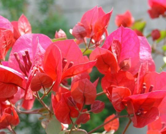 为什么花友的三角梅开花少学会几招，立马爆花停不下！