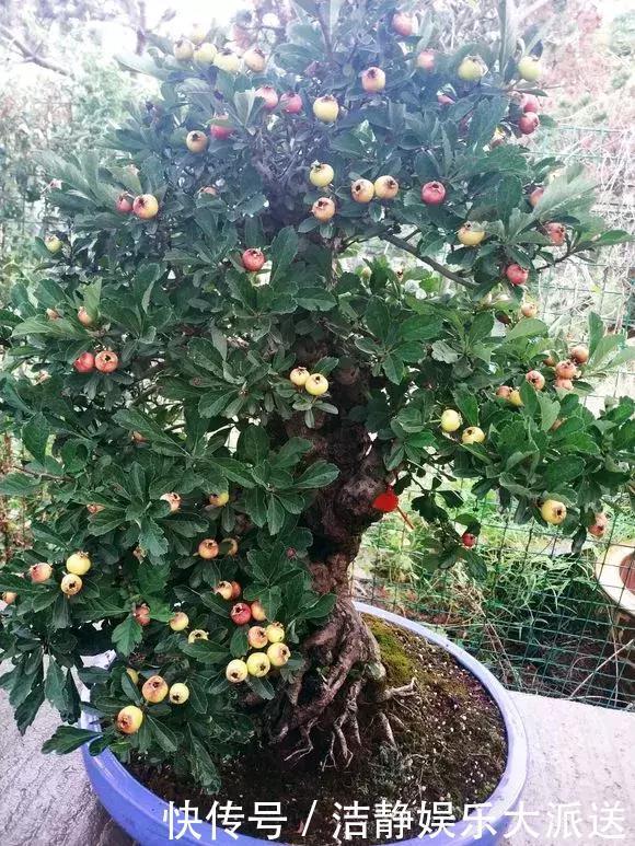 山楂|阳台养1棵山楂树,果子红艳艳,开胃又消食,是盆栽佳品!