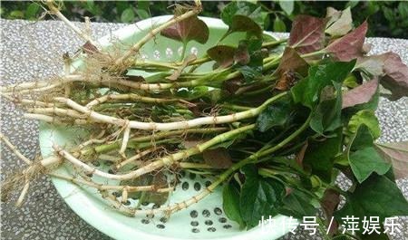 鱼腥草|“折耳根”天然的肺部清洁工,中医用它止咳、化痰、消水肿